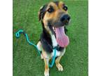 Adopt Dallas a German Shepherd Dog, Mixed Breed