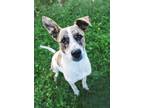 Adopt Tex a Terrier