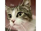 Adopt Olive a Domestic Short Hair