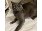 Adopt Shadow a Domestic Short Hair