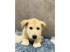 Adopt Sloan a Labrador Retriever, Mixed Breed