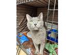 Adopt Quincy a Domestic Short Hair