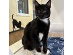 Adopt Peacho a Domestic Short Hair