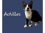 Adopt Achilles #karate-guy a Tuxedo