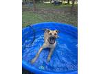 Adopt MAX a Black Mouth Cur, Mixed Breed