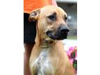 Adopt Larry a Mixed Breed