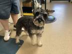 Adopt Daredevil a Schnauzer, Mixed Breed