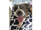 Adopt NUB a Pit Bull Terrier, Mixed Breed
