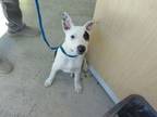 Adopt Scott Pilgrim a American Staffordshire Terrier, Mixed Breed