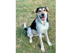 Adopt Lambert a Anatolian Shepherd, Great Pyrenees