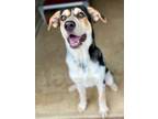 Adopt Lambert a Anatolian Shepherd, Great Pyrenees