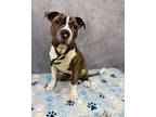 Adopt Jigsaw a Pit Bull Terrier, Mixed Breed