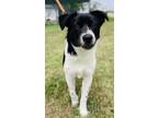 Adopt Typhoon a Terrier, Mixed Breed
