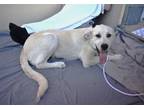 Adopt Pirate a Great Pyrenees