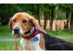 Adopt Ragu a Beagle