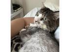 Adopt Sully a Domestic Long Hair