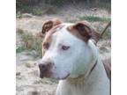 Adopt Braxton in Gloucester VA a Pit Bull Terrier