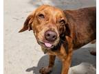 Adopt Rufus a Beagle, Mixed Breed