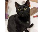 Adopt Theodore a Domestic Short Hair