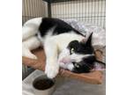 Adopt Oreo a Domestic Short Hair