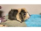 Adopt Charlie a Guinea Pig