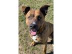 Adopt Chunky a German Shepherd Dog, Mixed Breed