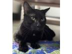 Adopt Sorrel -Bonded With Castille a Domestic Short Hair
