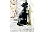 Adopt Sye a Cattle Dog, Labrador Retriever