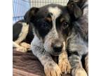 Adopt Pepperjack a Australian Cattle Dog / Blue Heeler, Rat Terrier