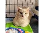 Adopt Buff Frownie a Domestic Medium Hair