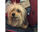 Adopt Miguel a Yorkshire Terrier, Mixed Breed