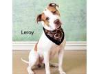 Adopt Leroy a Pit Bull Terrier