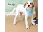 Adopt Buddy a Wirehaired Terrier