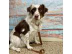 Adopt Hoss a Australian Shepherd, Border Collie