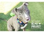 Adopt Scorpio a Pit Bull Terrier, Mixed Breed