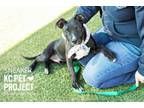 Adopt Sneaker a Mixed Breed