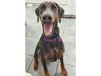 Adopt Blue 3233 a Doberman Pinscher