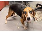 Adopt STANLEY a Beagle