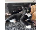 Adopt Tux - Claremont Location a Domestic Short Hair