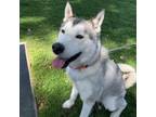 Adopt Finnian a Husky