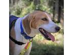 Adopt Flapjack a Foxhound