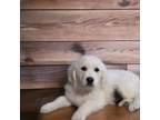 Golden Retriever Puppy for sale in Stevens Point, WI, USA