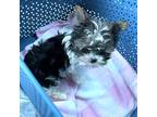 Tiny Biewer Yorkie. CKC