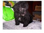 Poodle (Toy) Puppy for sale in Mendota, IL, USA