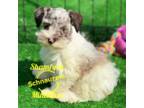 Schnauzer (Miniature) Puppy for sale in Baton Rouge, LA, USA