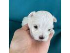 Maltese Puppy for sale in Heavener, OK, USA