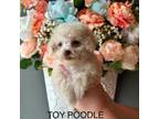 Poodle (Toy) Puppy for sale in Locust, NC, USA