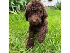Labradoodle Puppy for sale in Rome, GA, USA