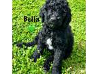 Goldendoodle Puppy for sale in Farmington, AR, USA