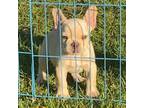 French Bulldog Puppy for sale in Macon, GA, USA